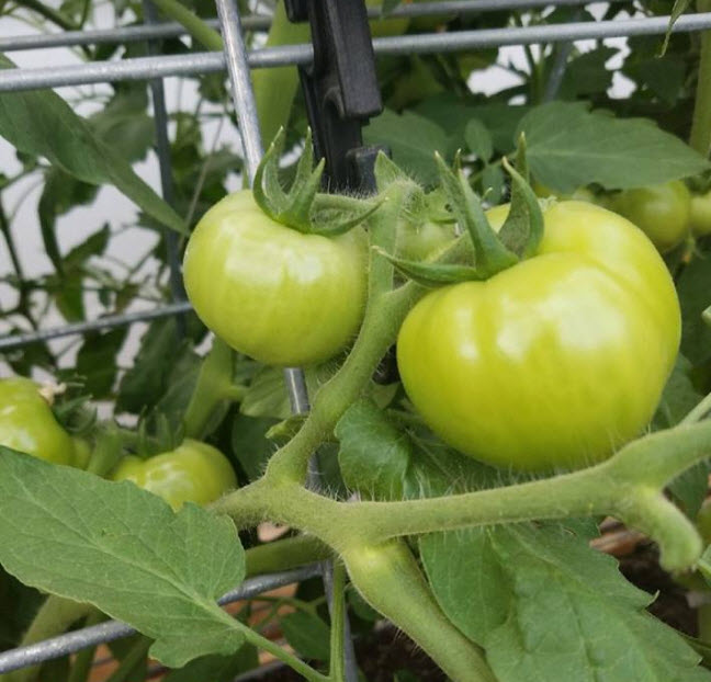 SolaWrap Greenhouse Images